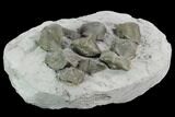 Ten Pyrite Replaced Brachiopod (Paraspirifer) Fossils - Ohio - #129609-4